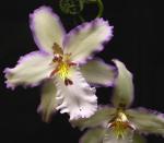 Vykrajovač - Belleara orchid (Vuylstekeara)