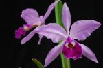 Vykrajovač - (Tinkertech) Orchidea Cattleya (50mm)